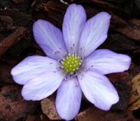 Large violet and white flowers.